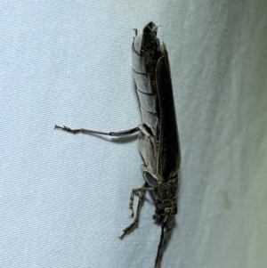 Neostenus saundersii at Jerrabomberra, NSW - 17 Jan 2023