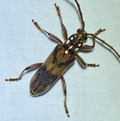 Strongylurus cretifer (Longhorn beetle) at Jerrabomberra, NSW - 17 Jan 2023 by Steve_Bok