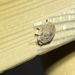 Trachymela sp. (genus) at Jerrabomberra, NSW - suppressed