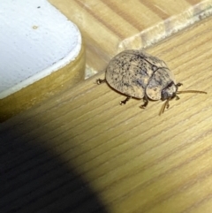 Trachymela sp. (genus) at Jerrabomberra, NSW - suppressed