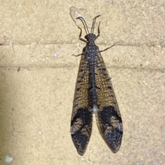 Glenoleon pulchellus (Antlion lacewing) at Jerrabomberra, NSW - 17 Jan 2023 by SteveBorkowskis