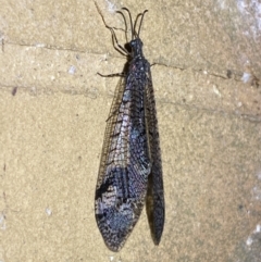 Glenoleon pulchellus at Jerrabomberra, NSW - suppressed