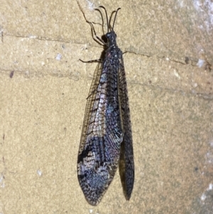 Glenoleon pulchellus at Jerrabomberra, NSW - suppressed