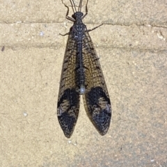 Glenoleon pulchellus at Jerrabomberra, NSW - suppressed