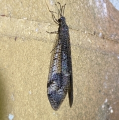 Glenoleon pulchellus at Jerrabomberra, NSW - suppressed