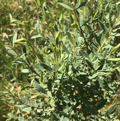 Pimelea pauciflora (Poison Rice Flower) at Yaouk, NSW - 20 Dec 2022 by Tapirlord