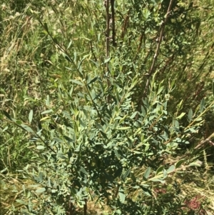 Pimelea pauciflora at Yaouk, NSW - 20 Dec 2022 10:16 AM