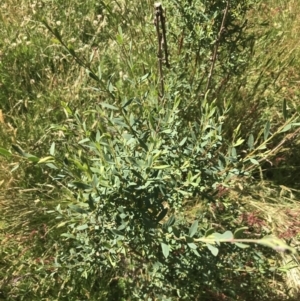 Pimelea pauciflora at Yaouk, NSW - 20 Dec 2022