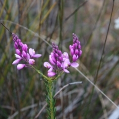 Comesperma ericinum (Heath Milkwort) at Alpine - 6 Sep 2022 by JanHartog