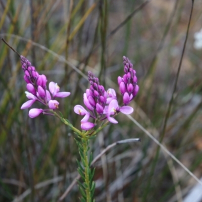 Comesperma ericinum (Heath Milkwort) at Wingecarribee Local Government Area - 6 Sep 2022 by JanHartog