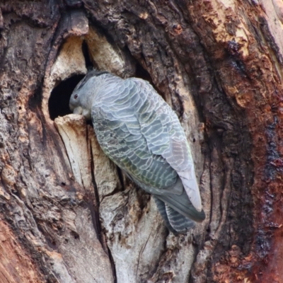 Callocephalon fimbriatum (Gang-gang Cockatoo) at Hughes, ACT - 19 Jan 2023 by LisaH