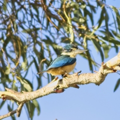 Todiramphus sanctus (Sacred Kingfisher) at Higgins, ACT - 20 Jan 2023 by MichaelWenke