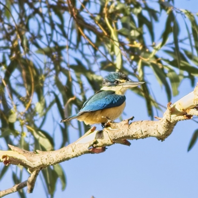 Todiramphus sanctus (Sacred Kingfisher) at Higgins Woodland - 19 Jan 2023 by Trevor