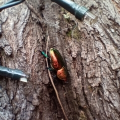 Lamprima aurata at Holt, ACT - 29 Dec 2022