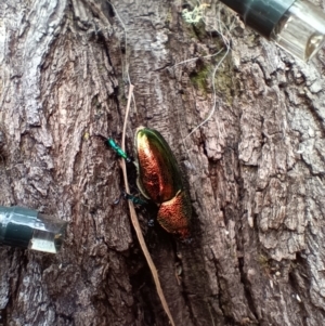 Lamprima aurata at Holt, ACT - 29 Dec 2022