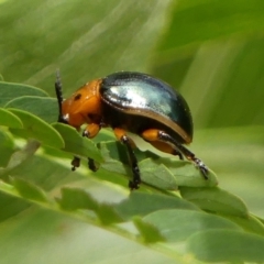Calomela moorei (Acacia Leaf Beetle) at Wingecarribee Local Government Area - 18 Jan 2023 by Curiosity