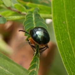 Calomela moorei at Bundanoon, NSW - suppressed