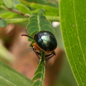 Calomela moorei at Bundanoon, NSW - suppressed