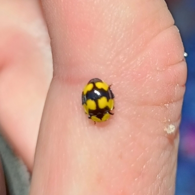 Illeis galbula (Fungus-eating Ladybird) at Ngunnawal, ACT - 8 Jan 2023 by 8Illbugyou8