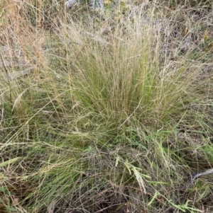 Nassella trichotoma at Watson, ACT - 19 Jan 2023