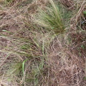 Nassella trichotoma at Watson, ACT - 19 Jan 2023