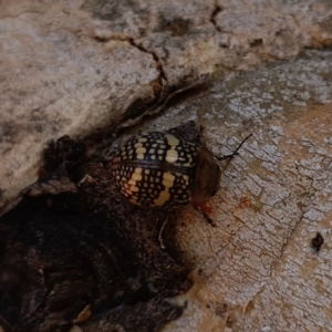 Paropsis pictipennis at Paddys River, ACT - 13 Jan 2023 09:44 AM