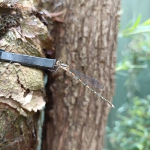 Austrolestes leda at Holt, ACT - suppressed