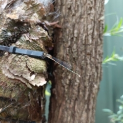 Austrolestes leda at Holt, ACT - suppressed