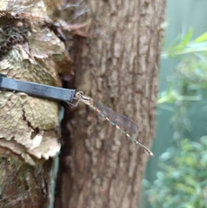 Austrolestes leda at Holt, ACT - suppressed