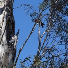 Callocephalon fimbriatum (Gang-gang Cockatoo) at Mount Mugga Mugga - 12 Jan 2023 by Mike