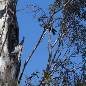 Callocephalon fimbriatum at O'Malley, ACT - suppressed