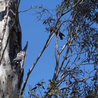 Callocephalon fimbriatum (Gang-gang Cockatoo) at Mount Mugga Mugga - 12 Jan 2023 by Mike