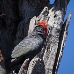 Callocephalon fimbriatum at O'Malley, ACT - suppressed