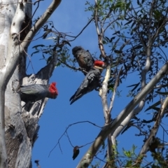 Callocephalon fimbriatum at O'Malley, ACT - suppressed