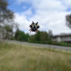 Austracantha minax (Christmas Spider, Jewel Spider) at Mount Mugga Mugga - 13 Jan 2023 by Mike