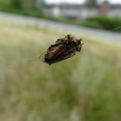 Austracantha minax at O'Malley, ACT - 14 Jan 2023 10:03 AM