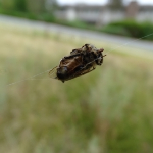 Austracantha minax at O'Malley, ACT - 14 Jan 2023 10:03 AM