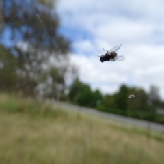 Austracantha minax at O'Malley, ACT - 14 Jan 2023