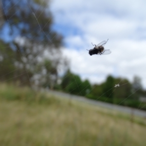 Austracantha minax at O'Malley, ACT - 14 Jan 2023 10:03 AM