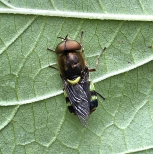 Odontomyia hunteri at Lyneham, ACT - 20 Jan 2023