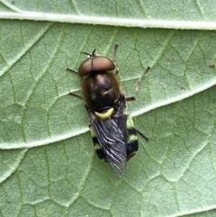Odontomyia hunteri (Soldier fly) at Lyneham, ACT - 19 Jan 2023 by HelenWay