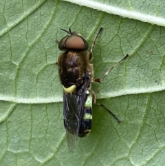 Odontomyia hunteri at suppressed - 20 Jan 2023