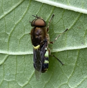 Odontomyia hunteri at Lyneham, ACT - suppressed