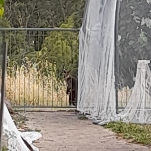 Wallabia bicolor at Latham, ACT - 20 Jan 2023
