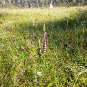 Spiranthes australis at Glen Allen, NSW - suppressed