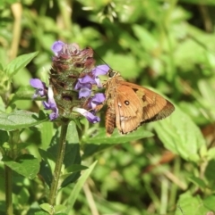 Trapezites symmomus (Splendid Ochre) at Wingecarribee Local Government Area - 17 Jan 2023 by GlossyGal