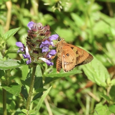 Trapezites symmomus (Splendid Ochre) at Leaver Park - 18 Jan 2023 by GlossyGal