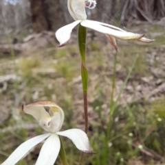 Caladenia moschata (Musky Caps) at Glen Allen, NSW - 15 Nov 2022 by JBrickhill