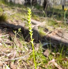 Microtis sp. (Onion Orchid) at Glen Allen, NSW - 14 Jan 2023 by JBrickhill