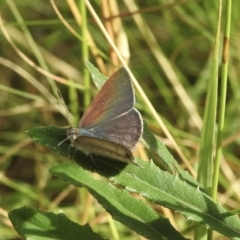 Erina hyacinthina (Varied Dusky-blue) at Leaver Park - 18 Jan 2023 by GlossyGal